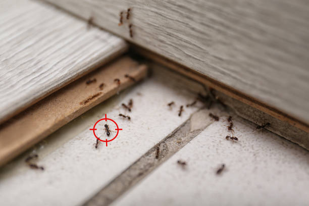 Best Pest Control Near Me in Port Charlotte, FL