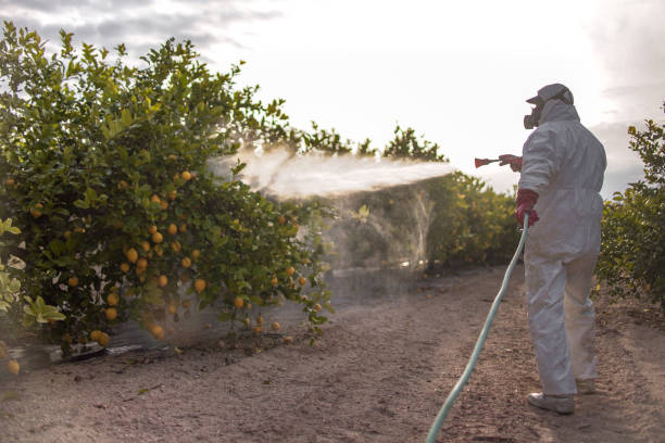 Best Bed Bug Extermination  in Port Charlotte, FL